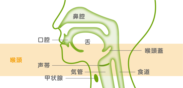 喉のイメージ